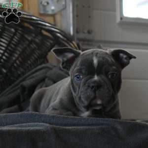 Tank, Frenchton Puppy